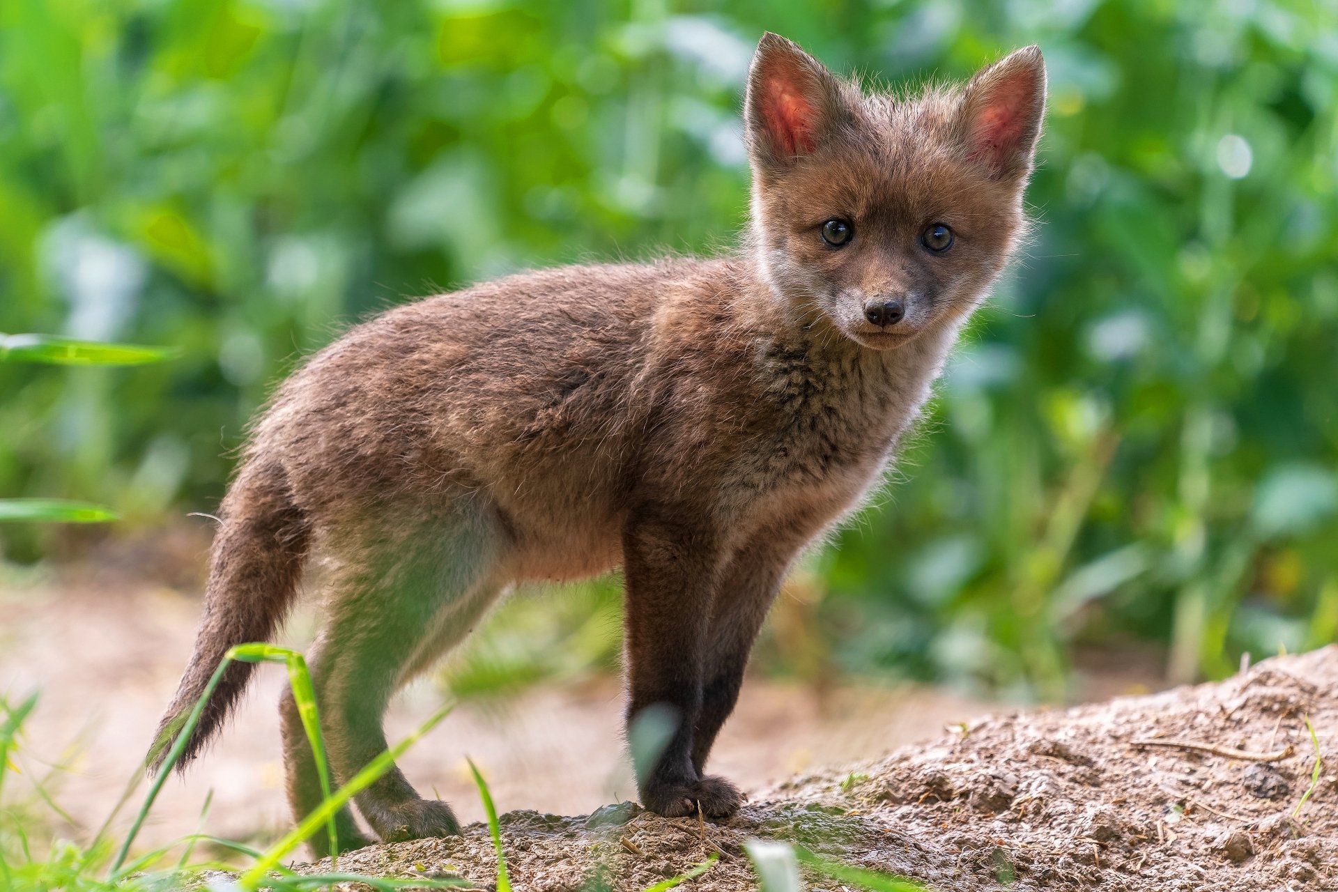 Картинки baby fox