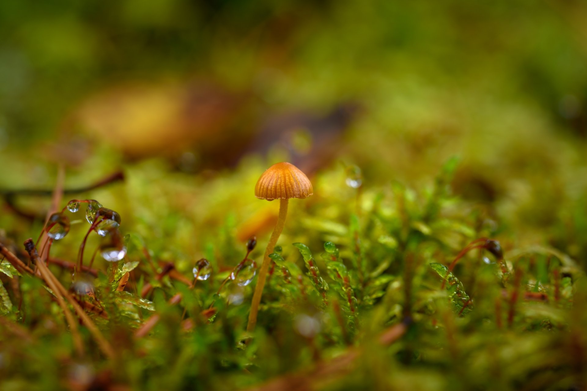 Tiny orange mushroom rising from vibrant green moss studded with glistening water drops — 4K Ultra HD PC desktop wallpaper background.