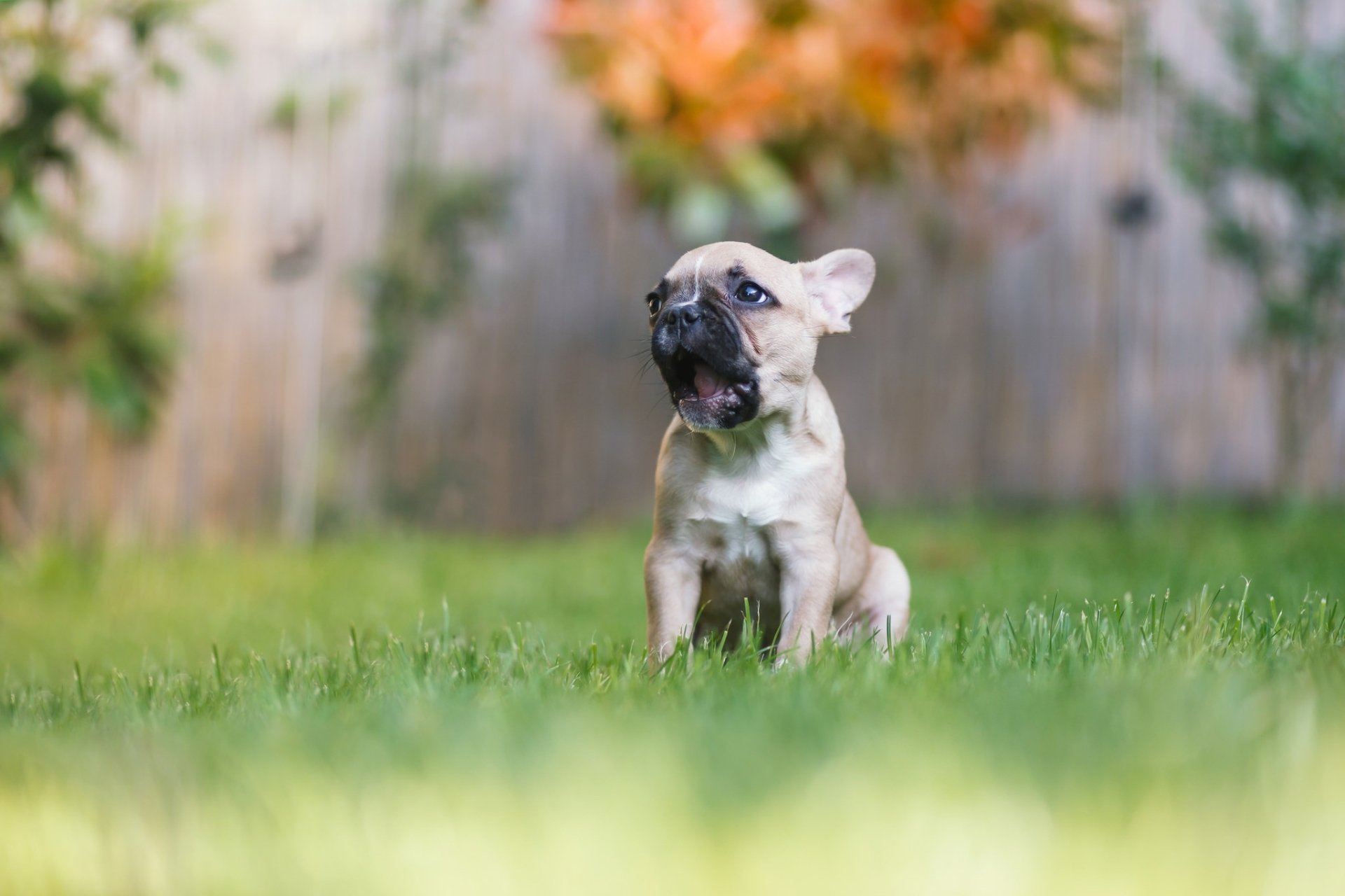 Download Baby Animal Dog Animal French Bulldog HD Wallpaper | 2048x1365 ...