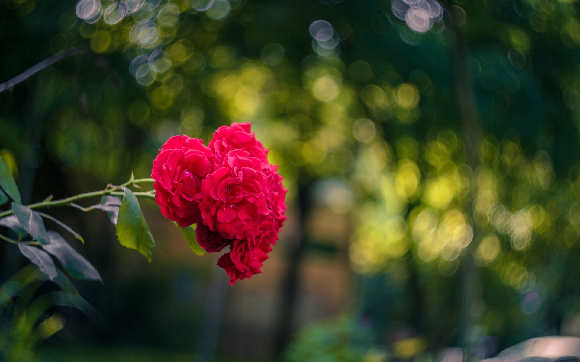 4K Ultra HD PC desktop wallpaper: close-up of a red rose cluster flower in nature, sharply detailed against a soft-focus green background.