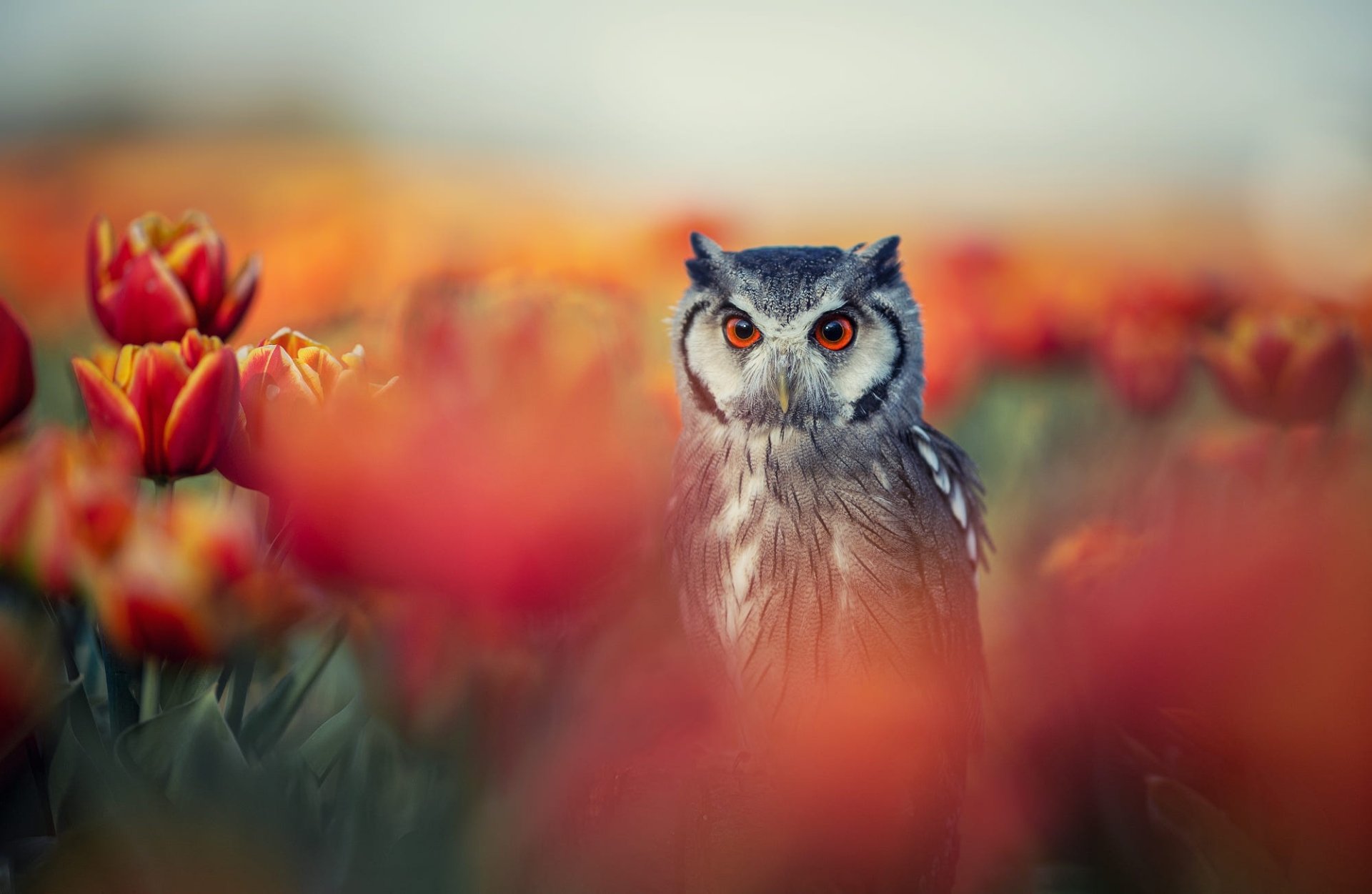 Download Tulip Spring Bird Flower Animal Owl HD Wallpaper