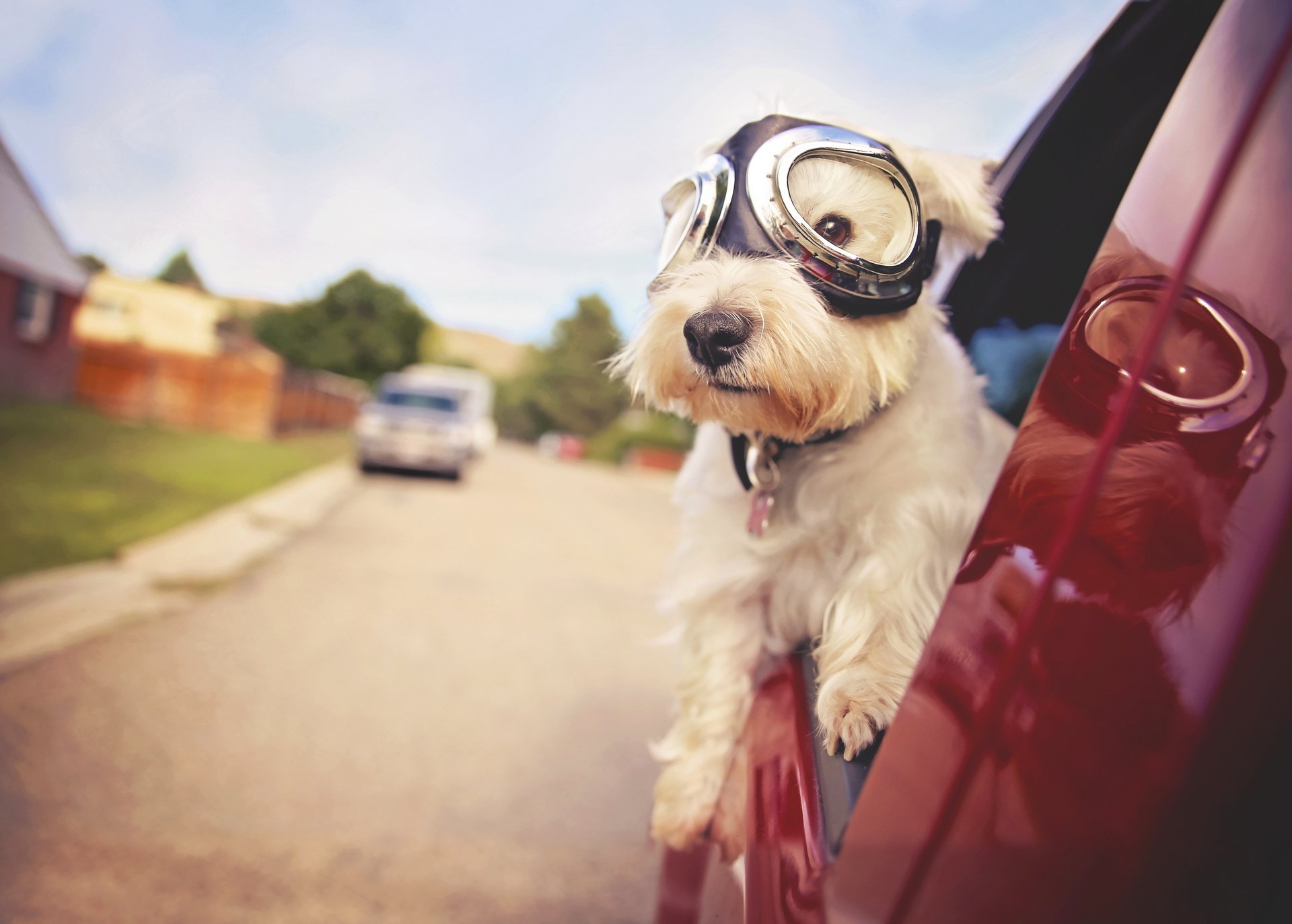 HD PC desktop wallpaper: a West Highland White Terrier (animal) wearing aviator goggles, leaning from a red car window as it rides down a suburban street.