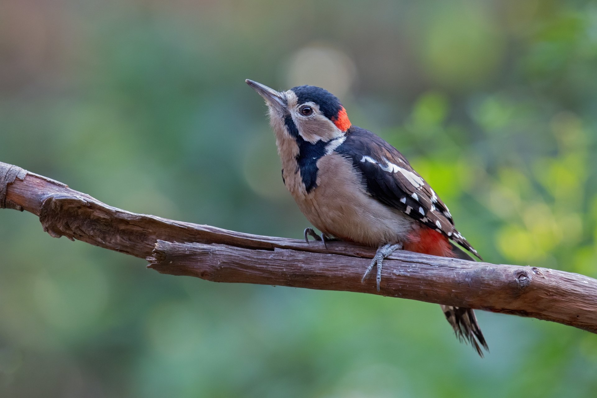 Download Bird Animal Woodpecker 4k Ultra HD Wallpaper