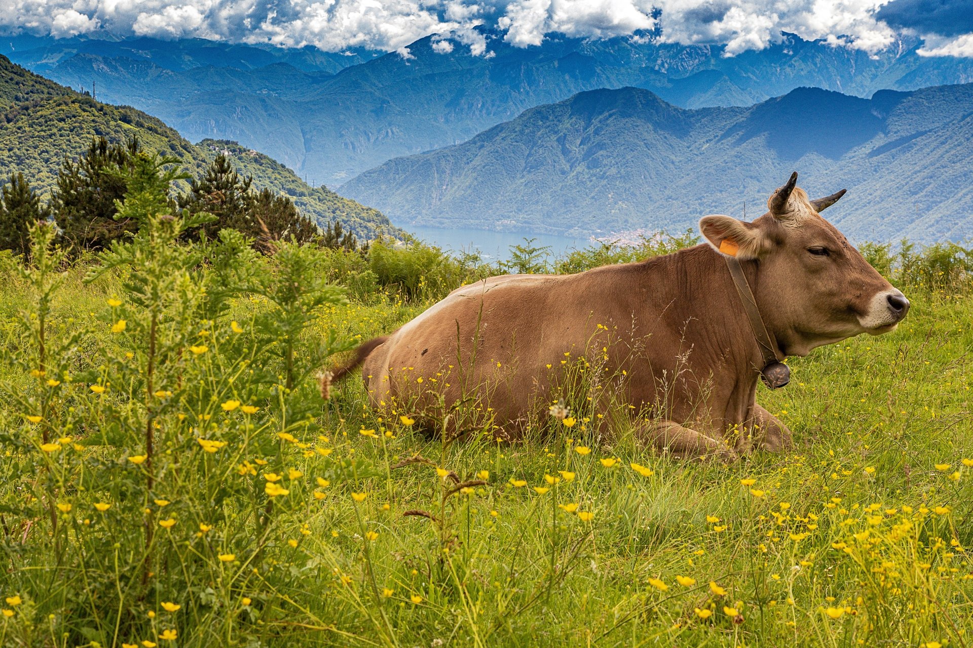 Animal Cow 4k Ultra Hd Wallpaper - Reverasite