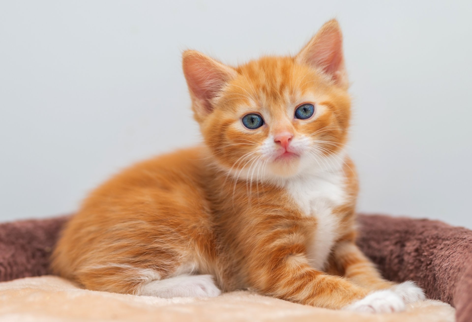 A close-up of an orange and white kitten with blue eyes resting on a soft surface, captured in 4K Ultra HD for a vibrant PC desktop wallpaper background.