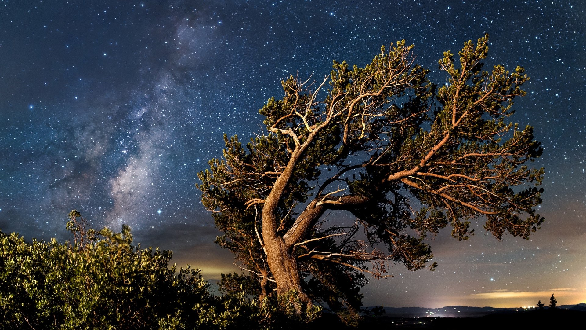 Download Twisted Tree Nature Starry Sky Night Tree HD Wallpaper