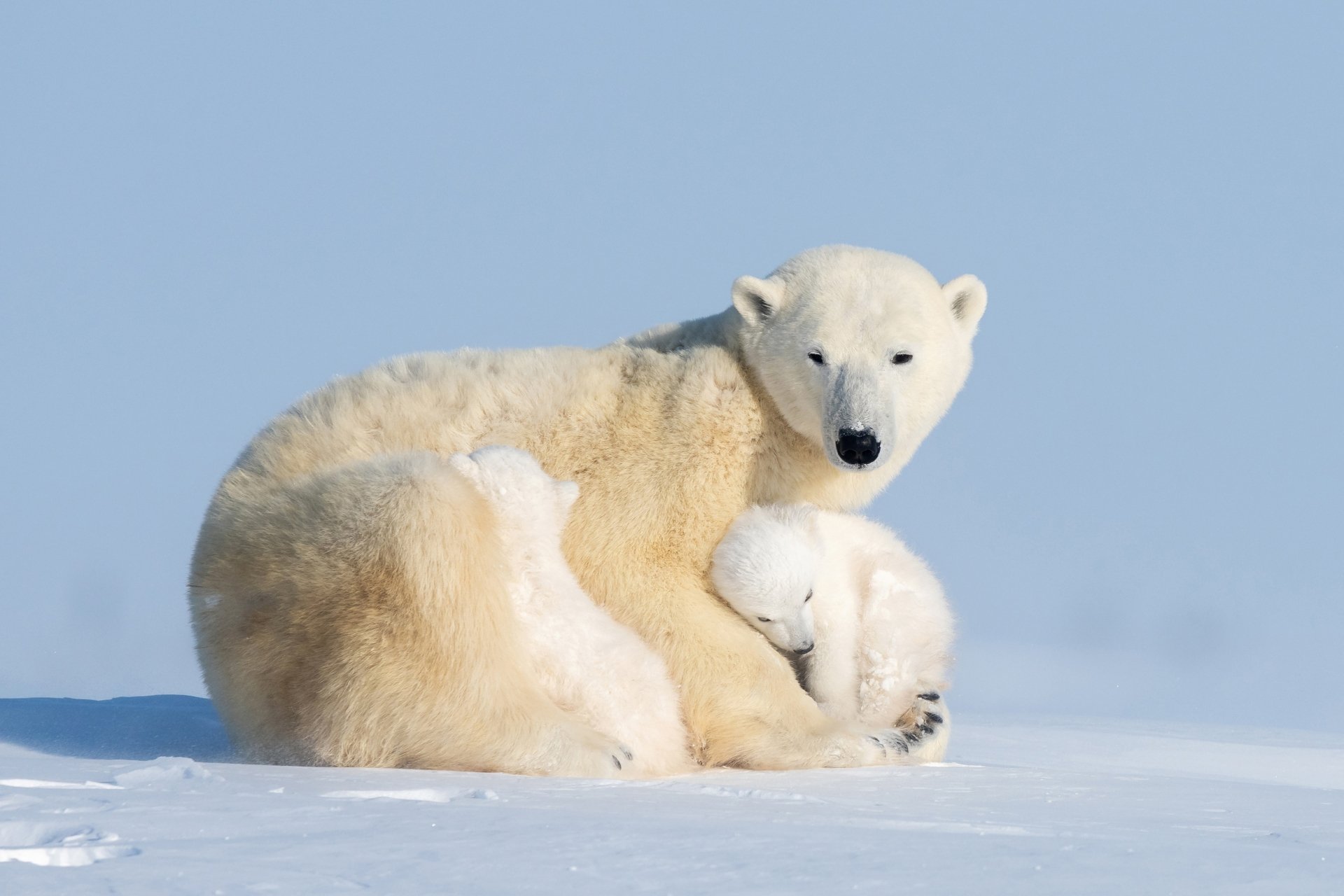 HD desktop wallpaper featuring a polar bear cub nestled against its mother on a snowy landscape under a clear blue sky.
