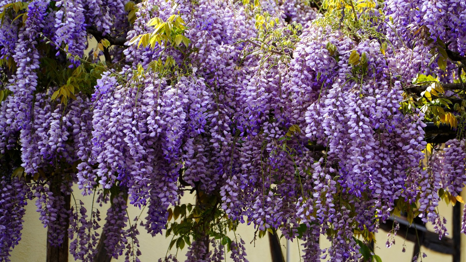Vibrant wisteria flowers cascade from a branch in this 4K Ultra HD nature wallpaper, showcasing rich purples and lush green foliage.