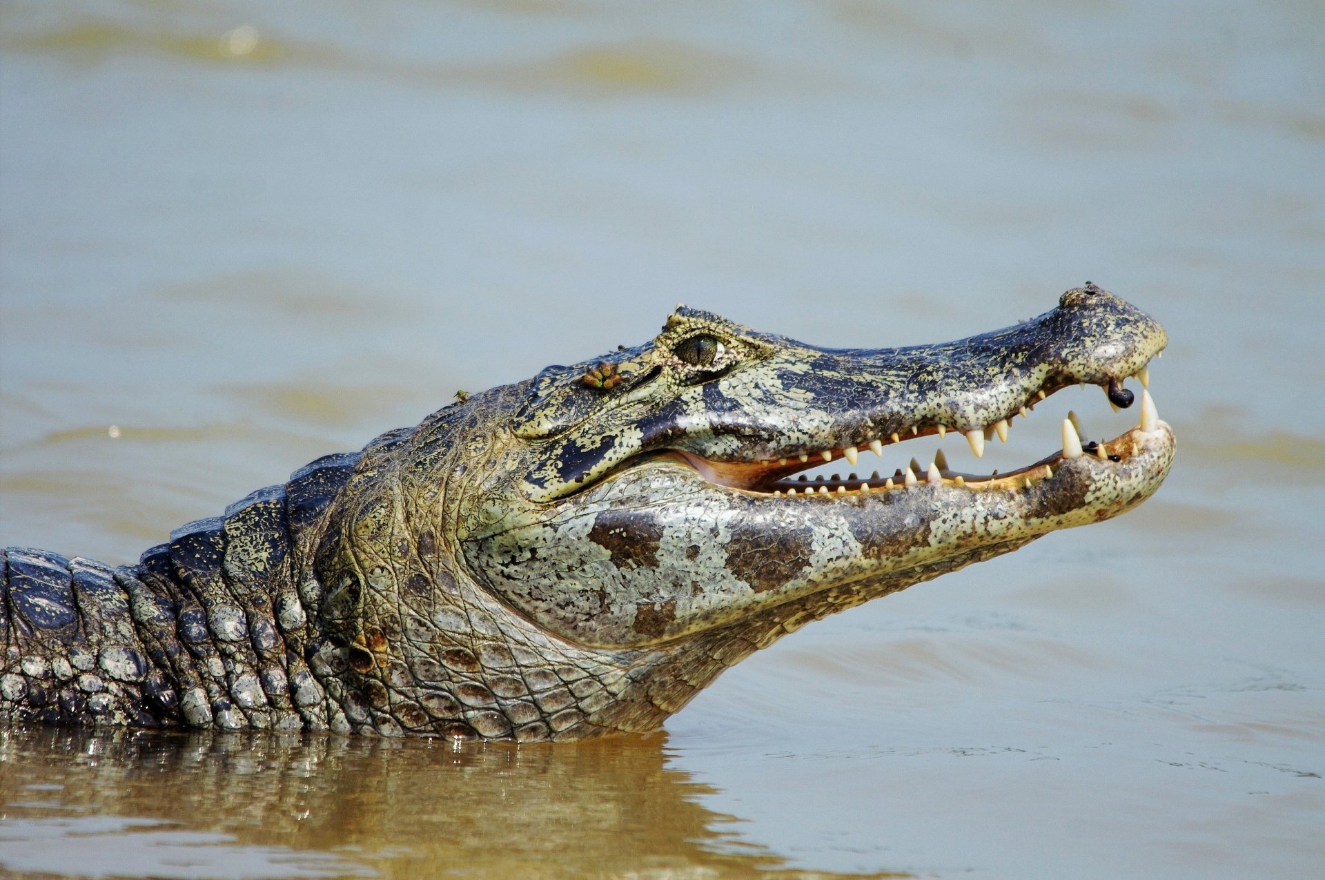 Download Animal Caiman HD Wallpaper