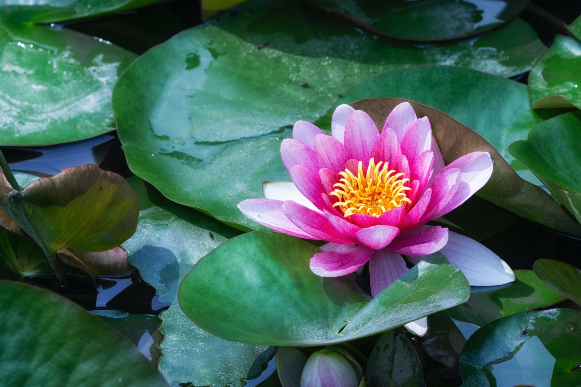A vibrant pink water lily blooming on a pond surrounded by green lily pads, captured in stunning 4K Ultra HD quality as a nature desktop wallpaper.