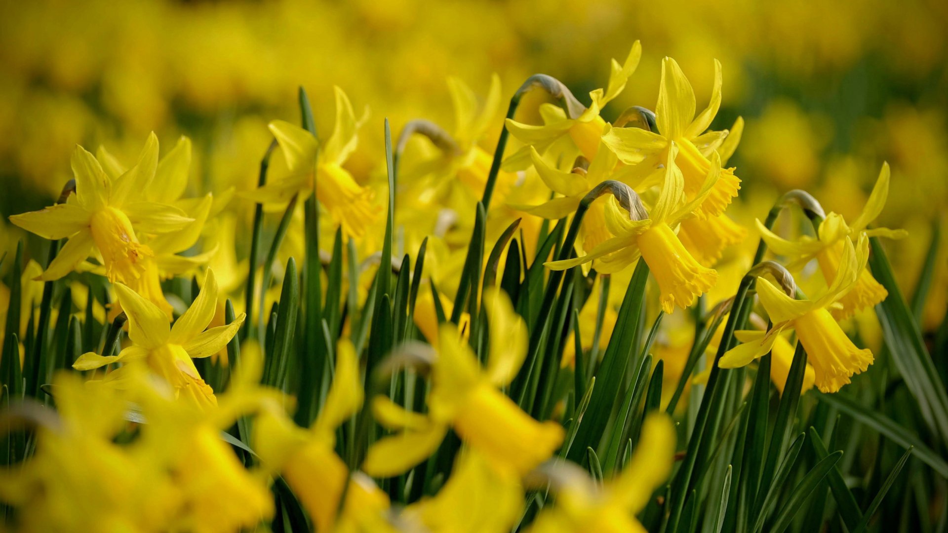 Download Spring Flower Nature Daffodil HD Wallpaper