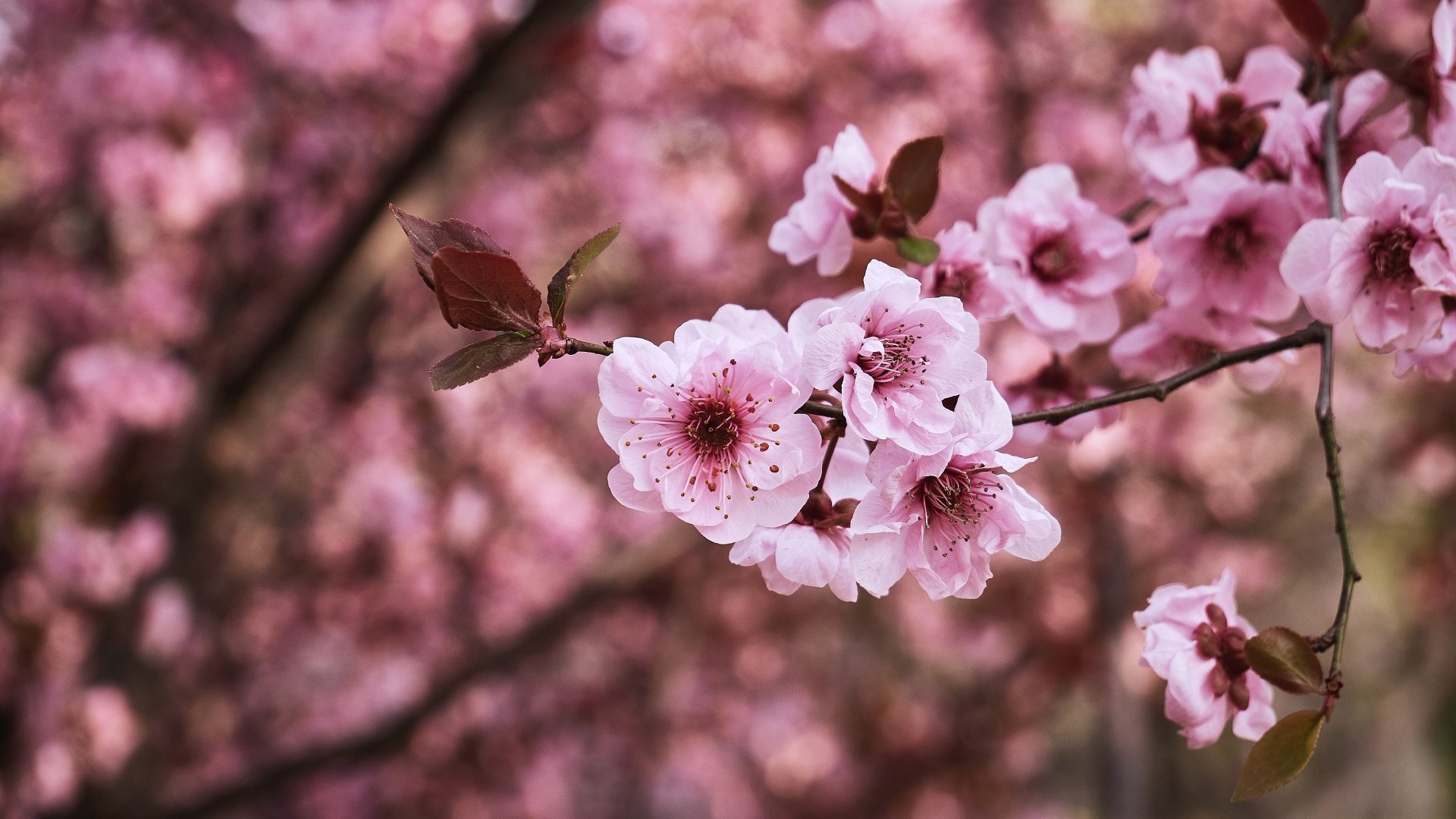 Nature Sakura 4k Ultra HD Wallpaper