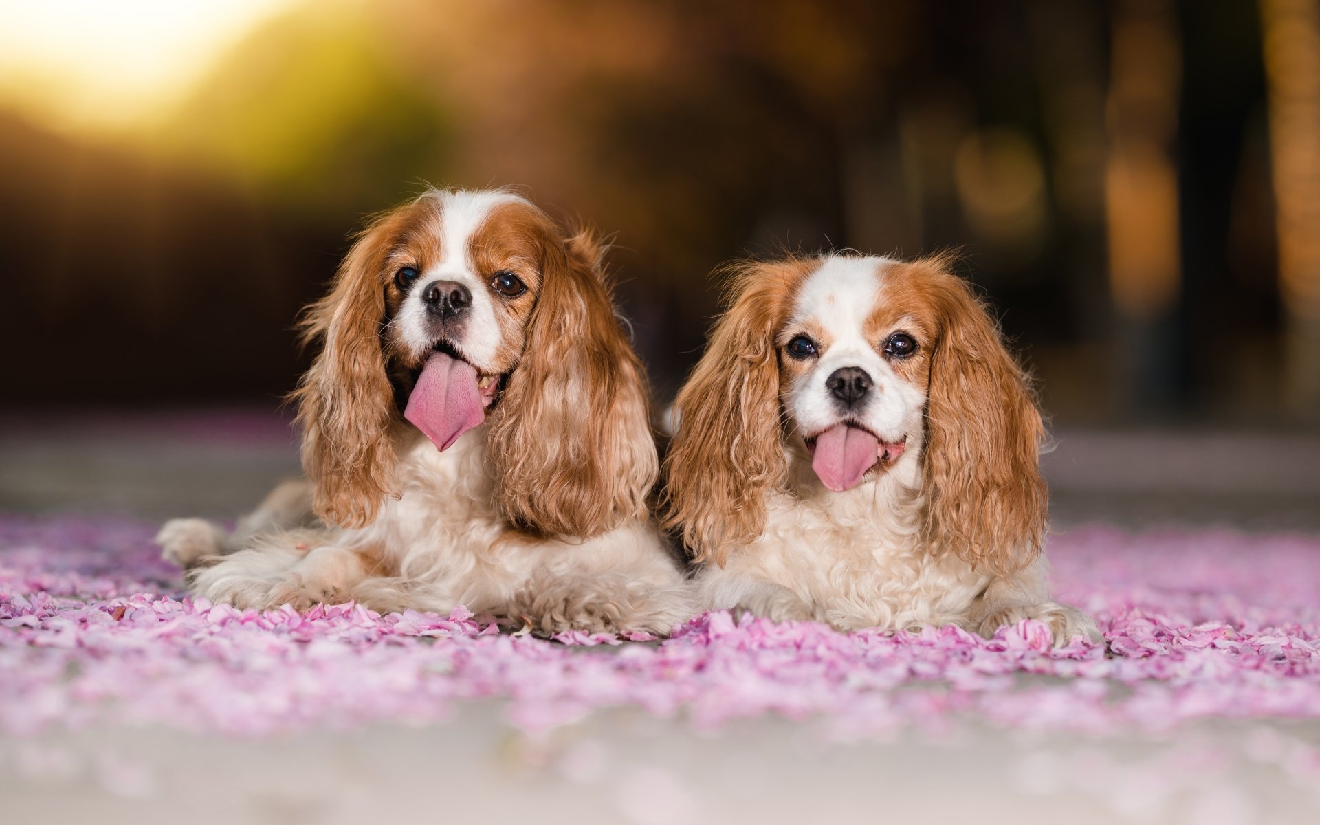 Download Dog Animal King Charles Spaniel 4k Ultra HD Wallpaper