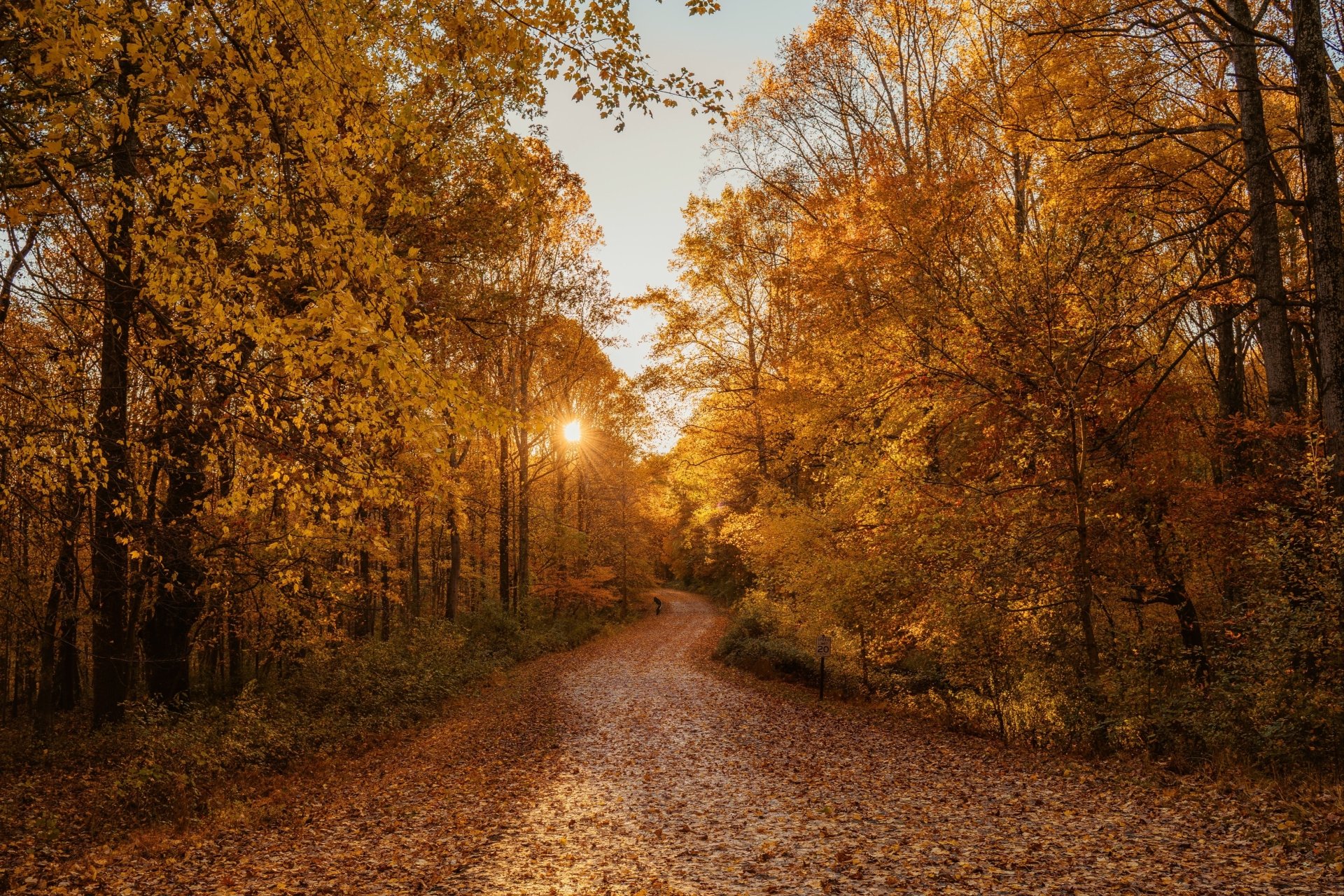 Download Sunset Tree Sun Fall Man Made Road 4k Ultra HD Wallpaper ...