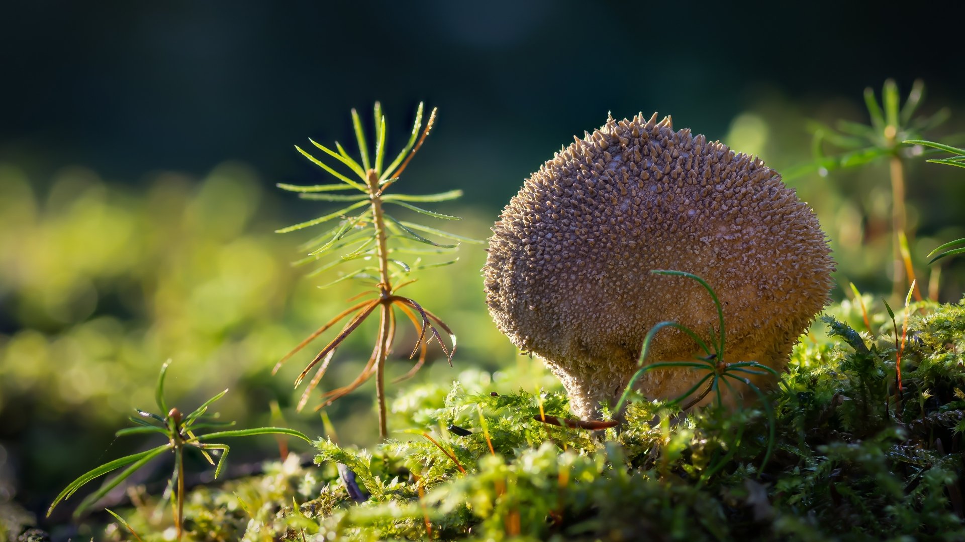 Close-up of a spiky mushroom growing amid green moss and small plants in a detailed 4K Ultra HD nature desktop wallpaper.