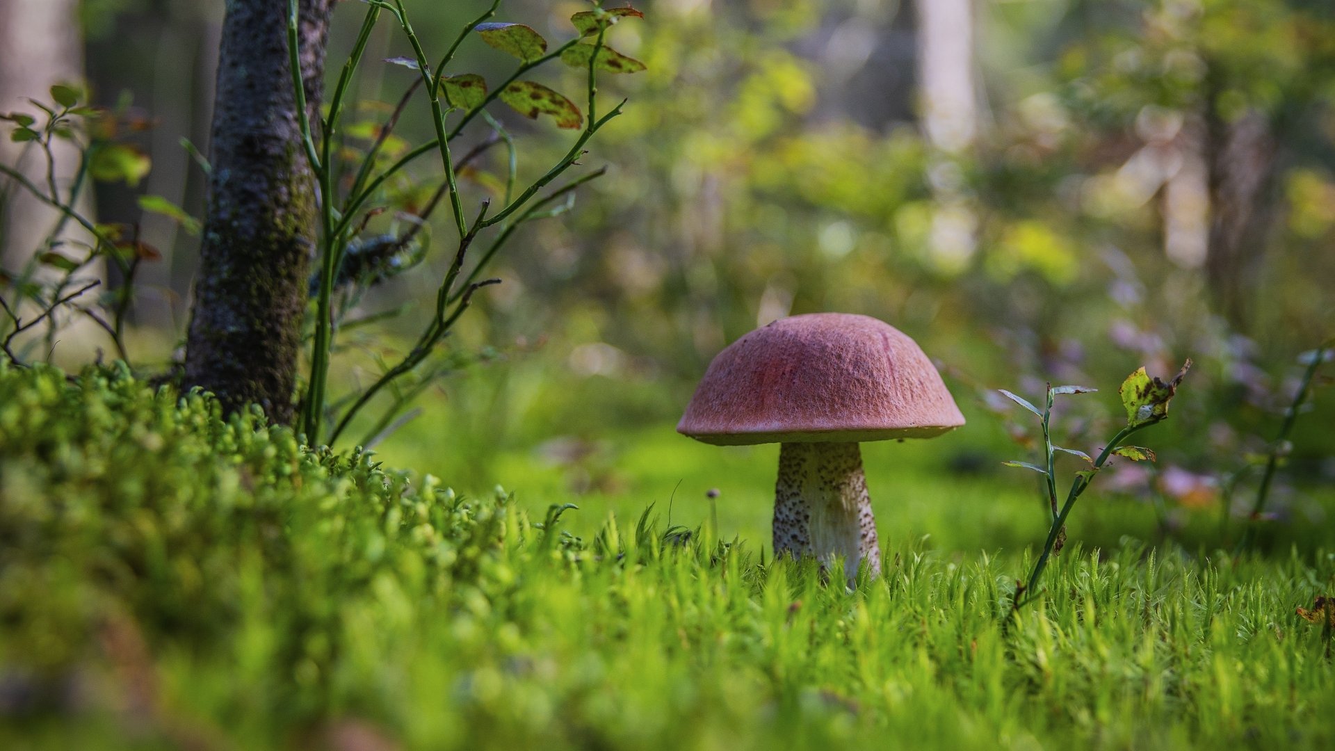 4K Ultra HD PC desktop wallpaper: lone pink-capped mushroom rising from moss in a sunlit forest glade — nature close-up background.