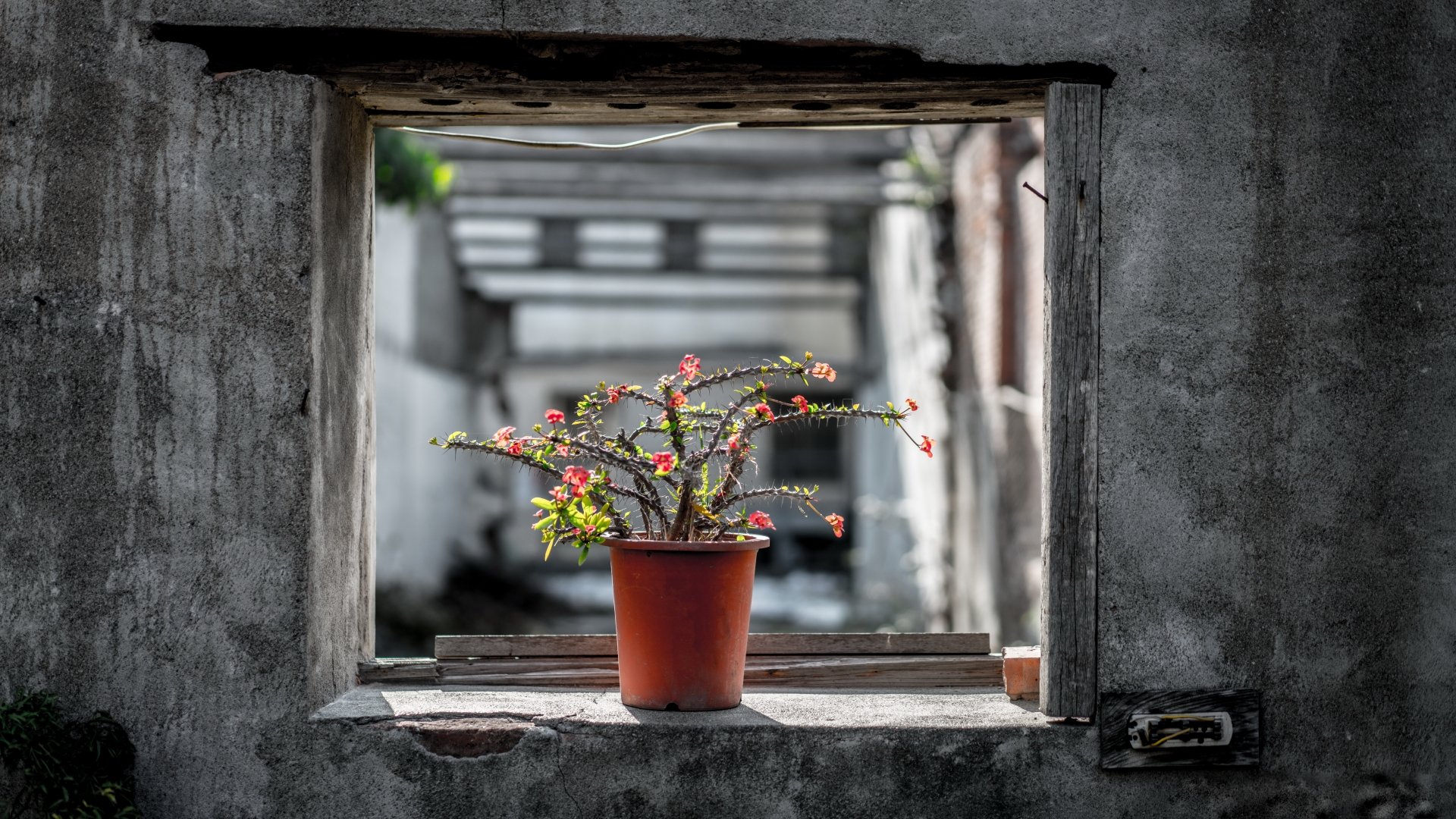 Download Potted Plant Window Cactus Man Made Flower 8k Ultra HD Wallpaper