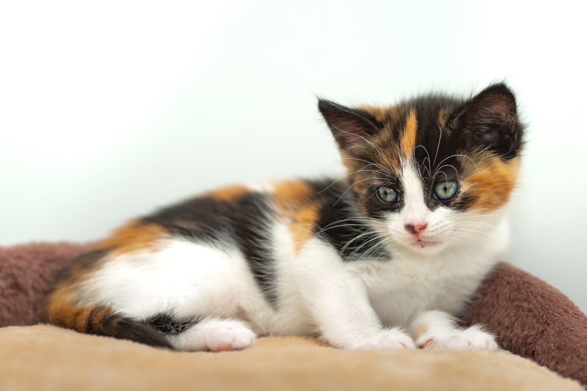 Calico kitten (cat, animal) lounging on a soft blanket — 4K Ultra HD PC desktop wallpaper and background.