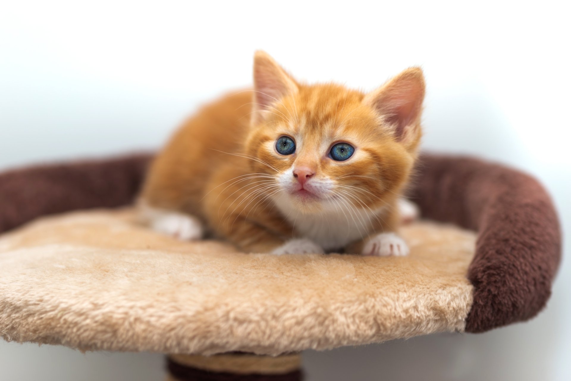 A close-up of an adorable orange kitten resting on a soft beige and brown platform, captured in 4K Ultra HD for a PC desktop wallpaper.