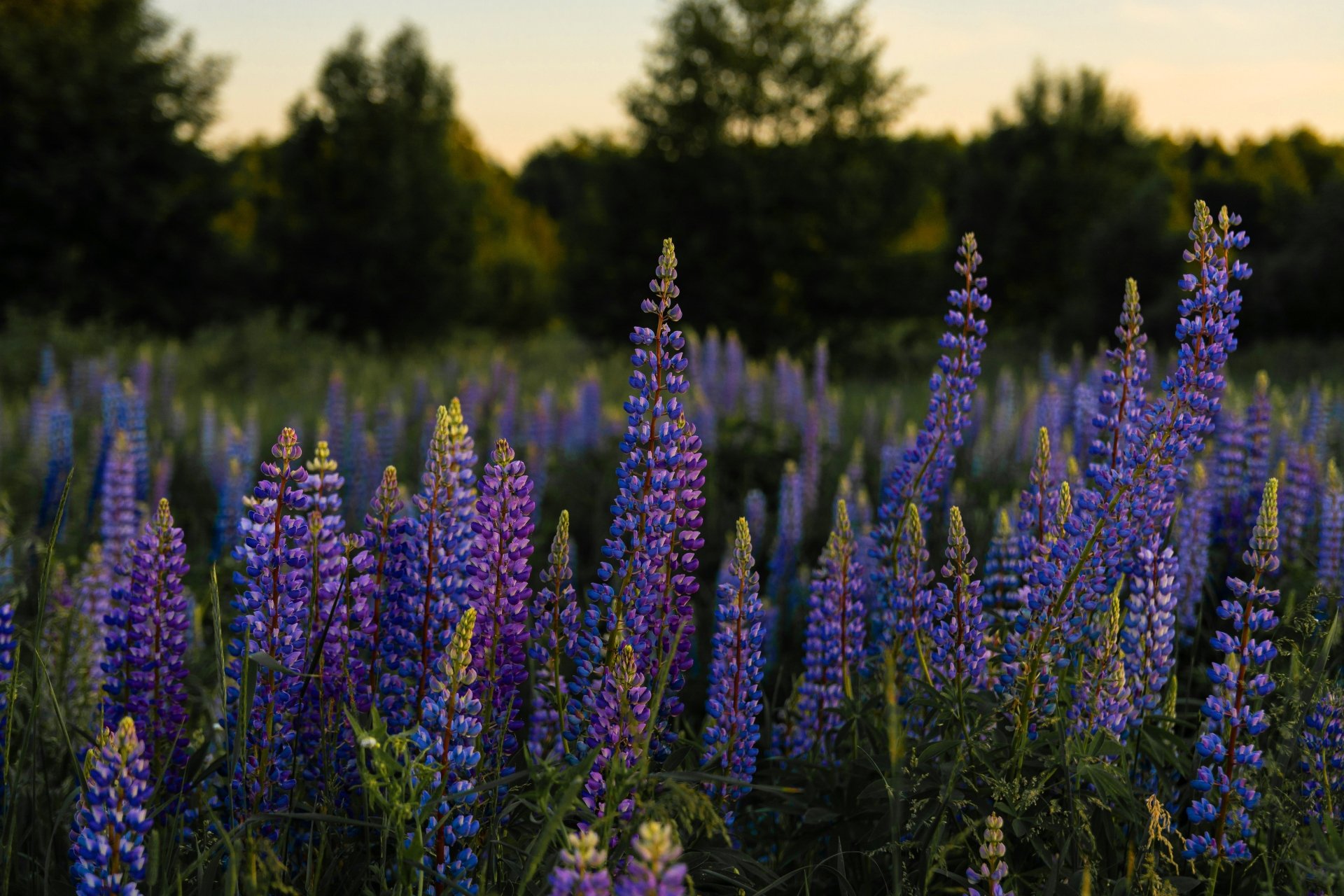 Download Flower Nature Lupine 4k Ultra HD Wallpaper