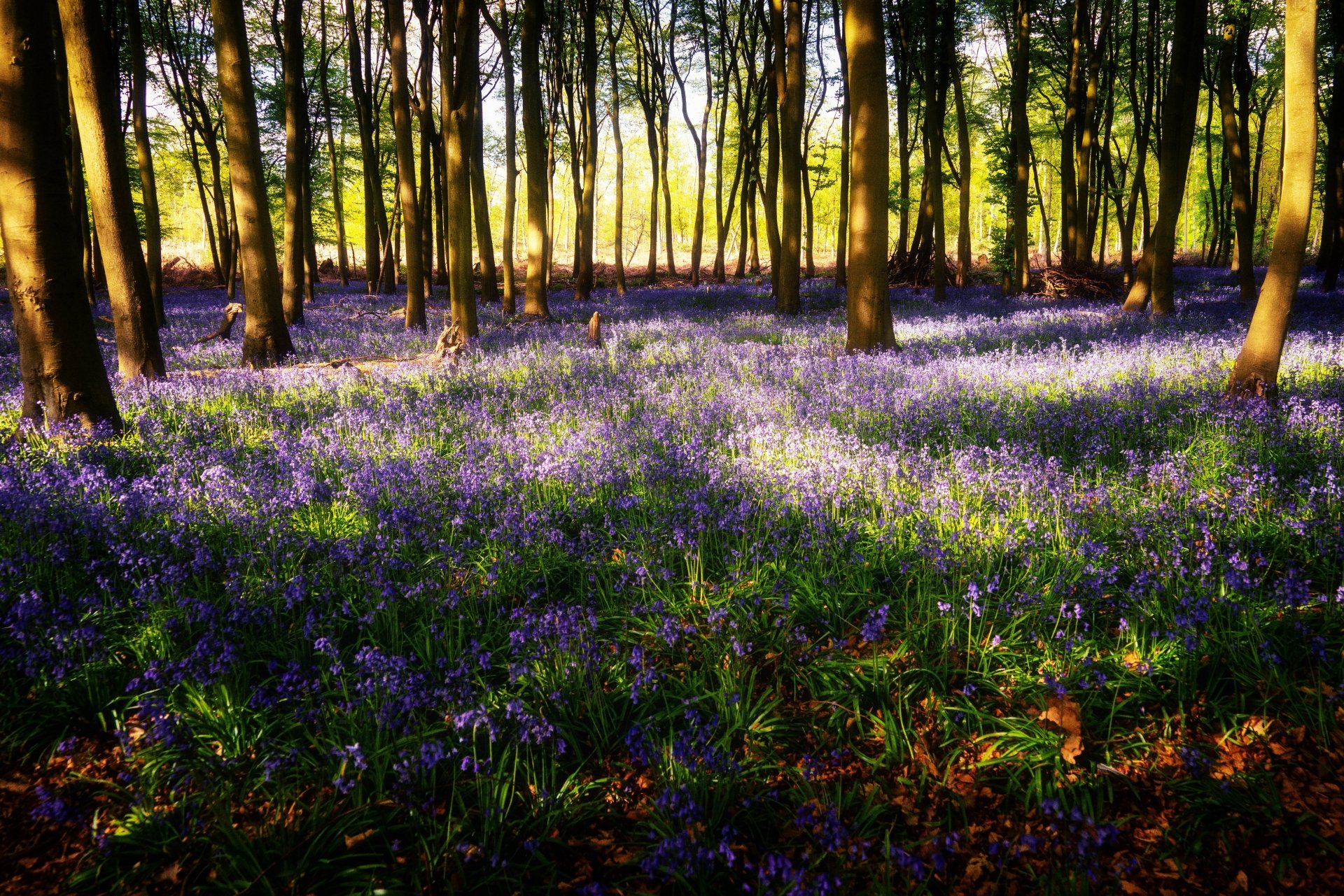 Download Bellflower Spring Meadow Forest Nature Flower 4k Ultra HD Wallpaper