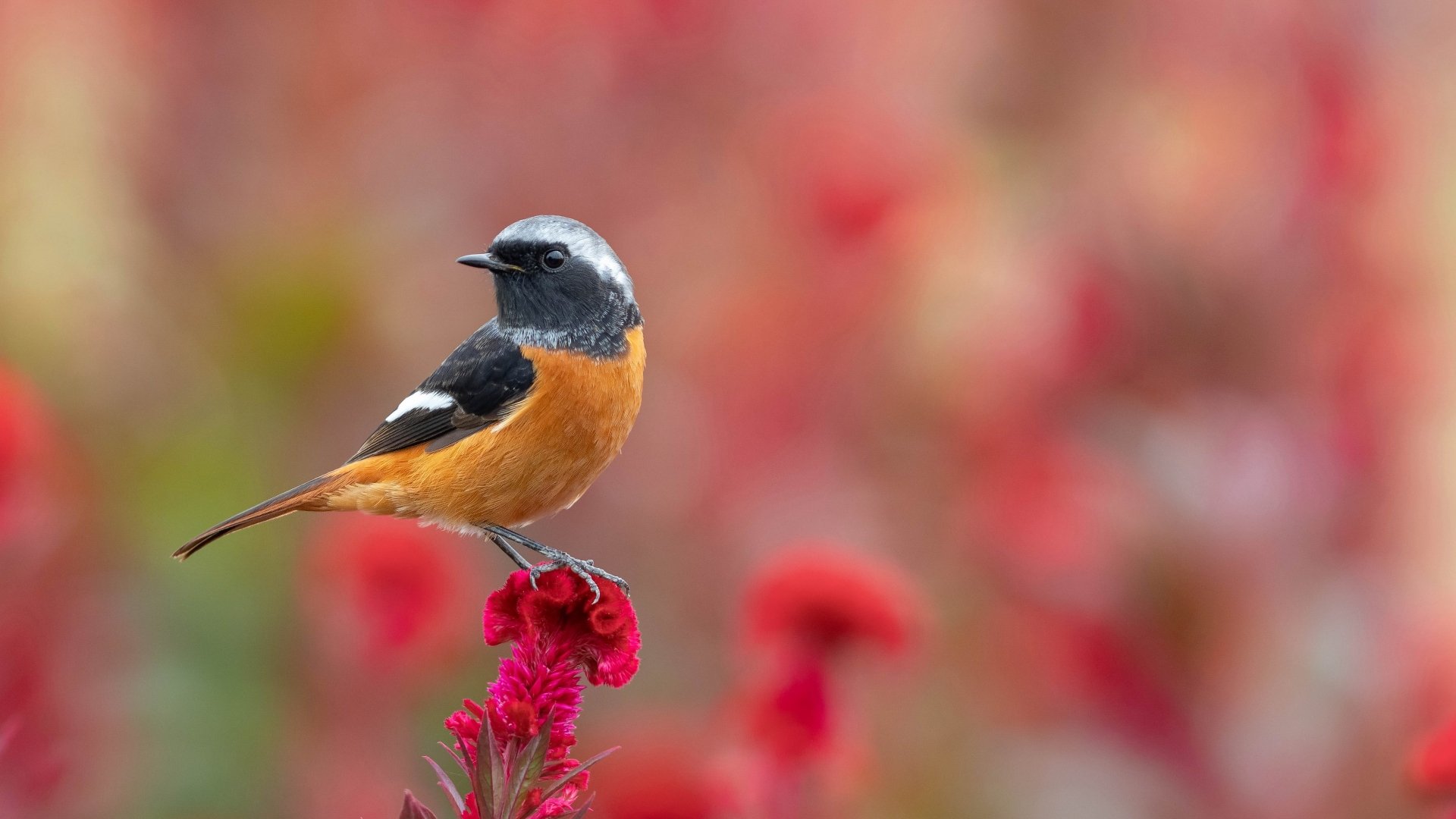 Download Common Redstart Flower Bird Animal Redstart 4k Ultra HD Wallpaper