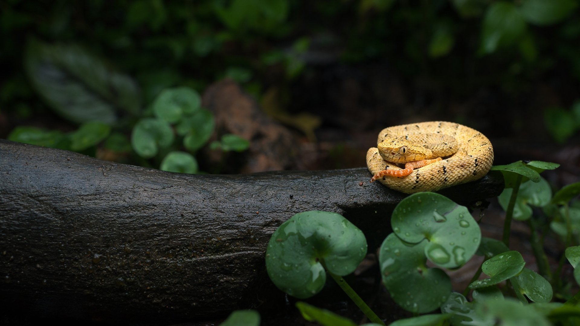 Download Log Leaf Animal Snake HD Wallpaper by Matthijs Hollanders