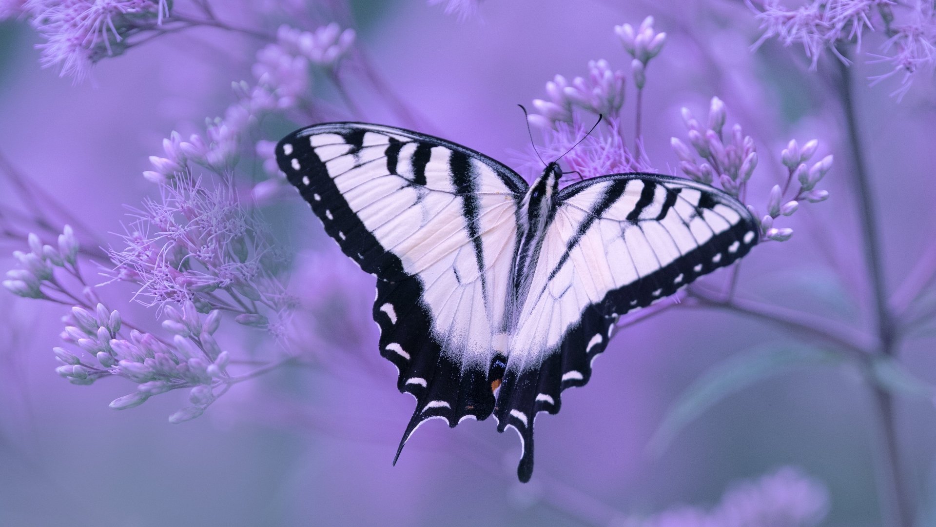 Download Butterfly Flower Macro Animal Swallowtail Butterfly 4k Ultra