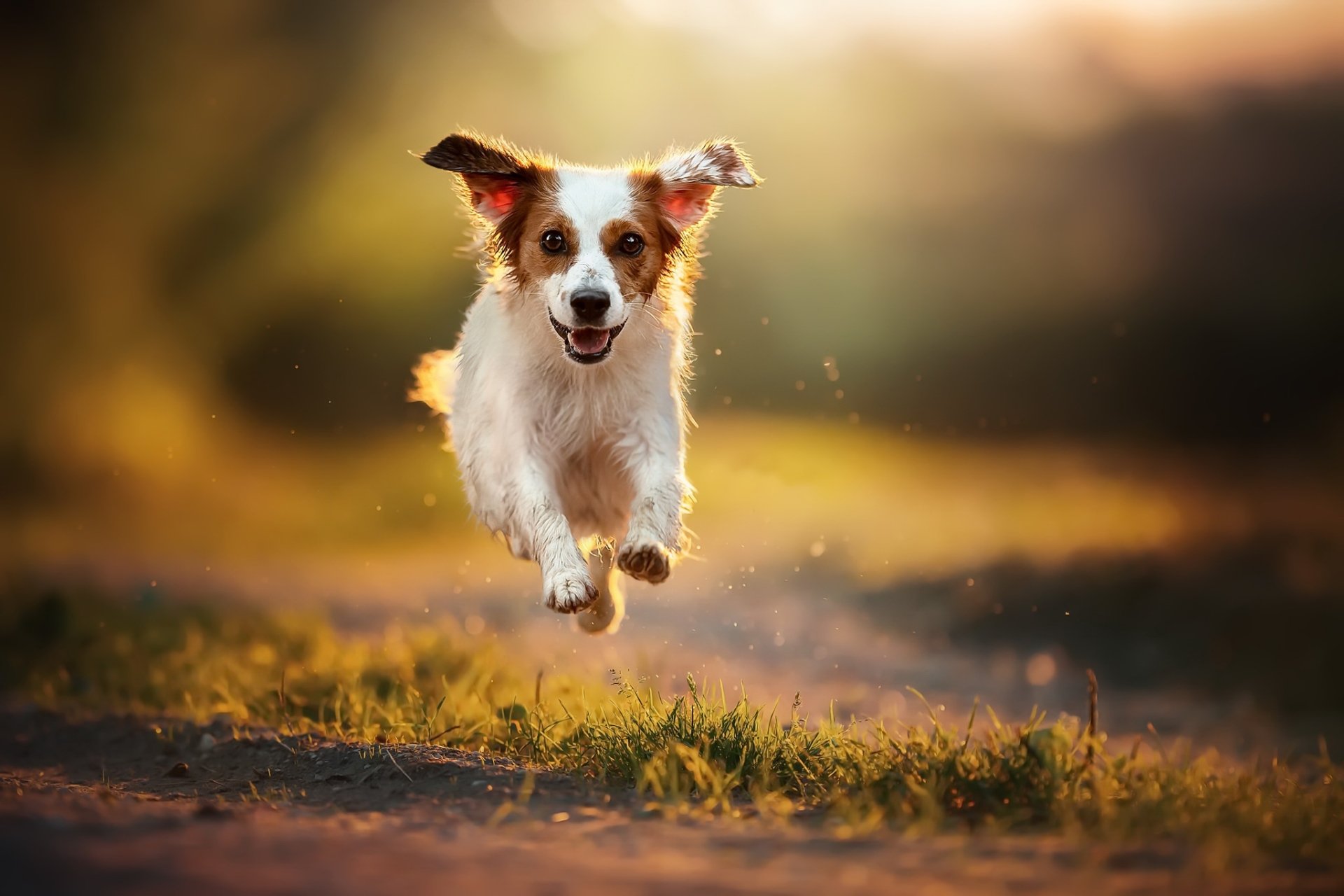 Download Depth Of Field Animal Dog HD Wallpaper