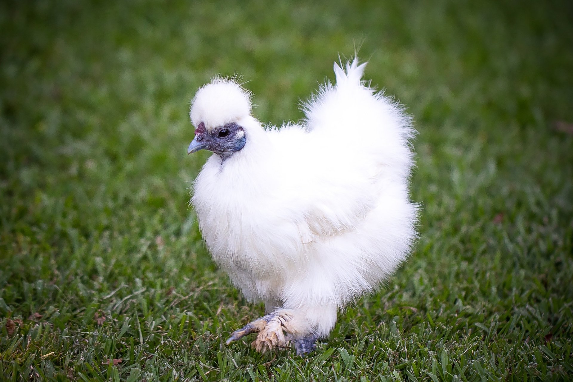 Animal Chicken HD Wallpaper