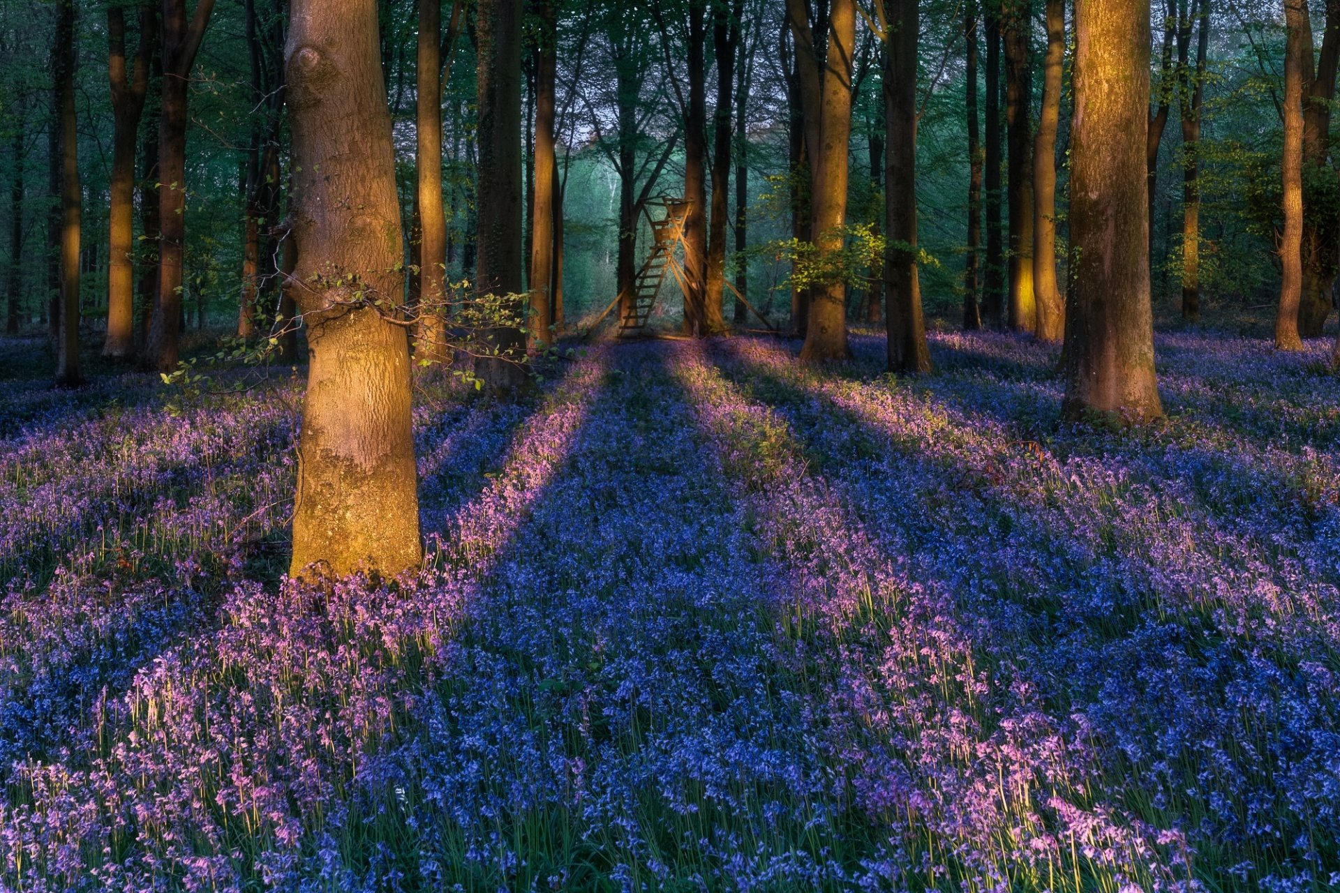 Download Bellflower Forest Sussex England Nature Flower HD Wallpaper