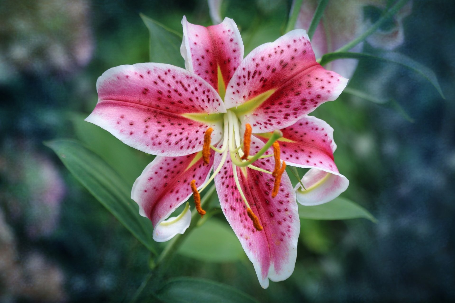 Download Nature Lily HD Wallpaper