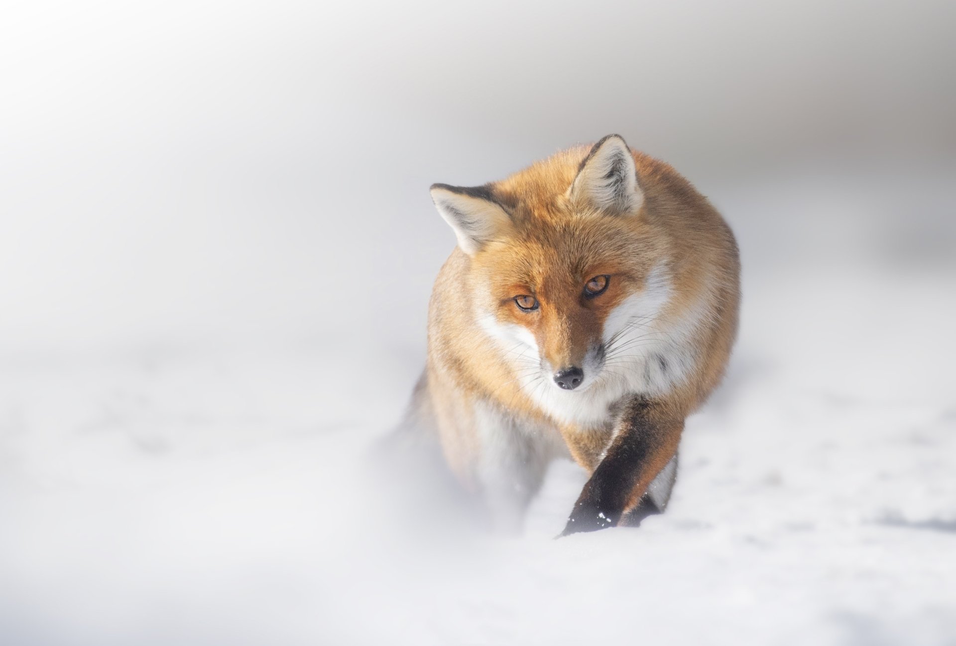 Download Animal Fox HD Wallpaper