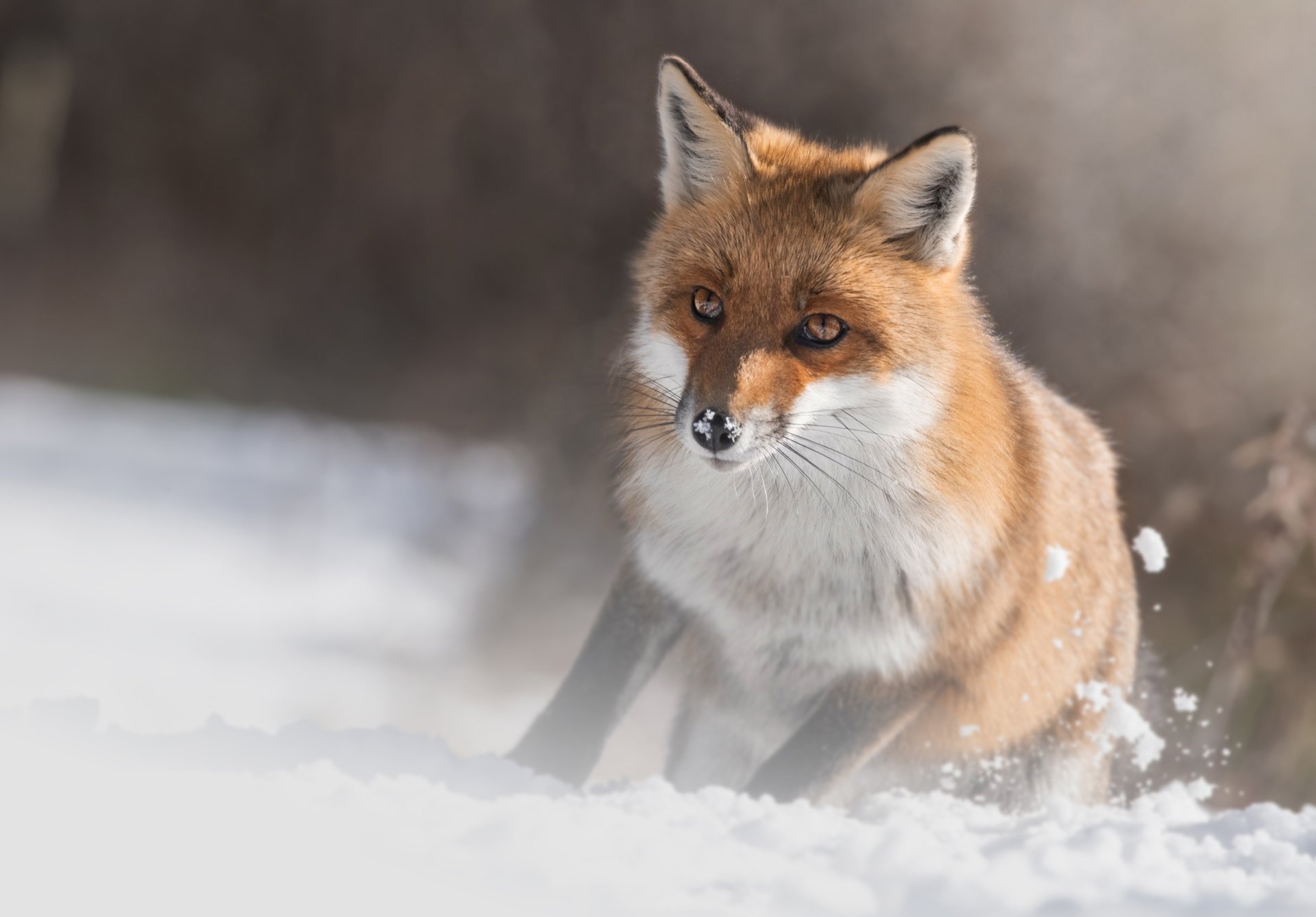 Animal Fox HD Wallpaper