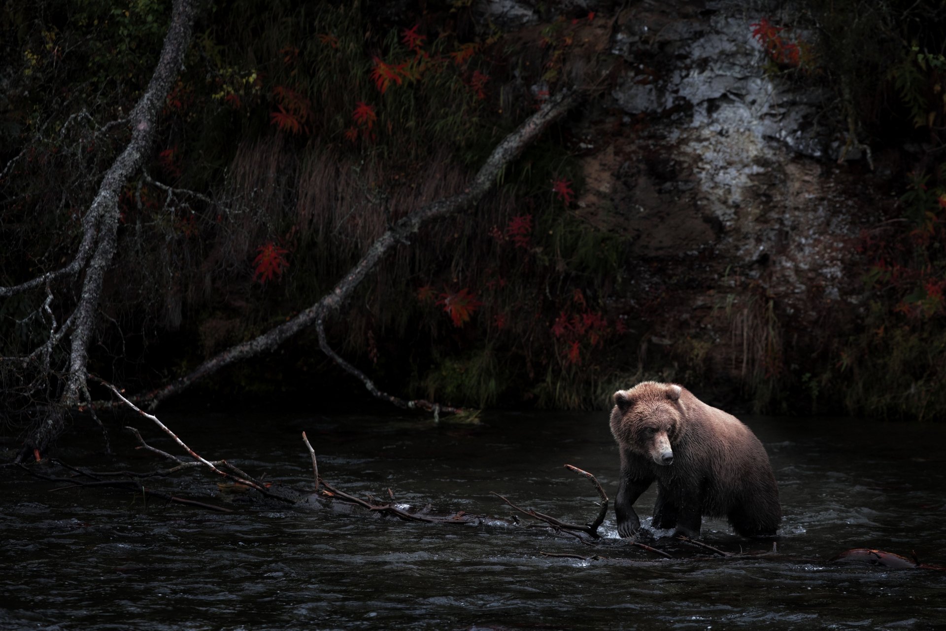 A bear stands in dark water near a rocky, forested background, captured in sharp detail as a 4K Ultra HD PC desktop wallpaper and background.