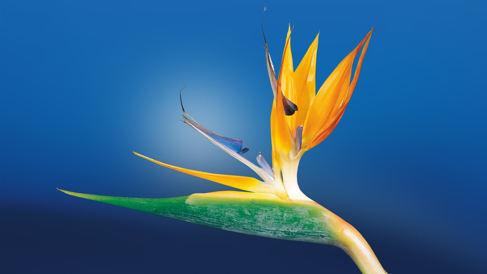 Close-up Bird of Paradise flower against a vivid blue backdrop, nature-themed 4K Ultra HD PC desktop wallpaper.