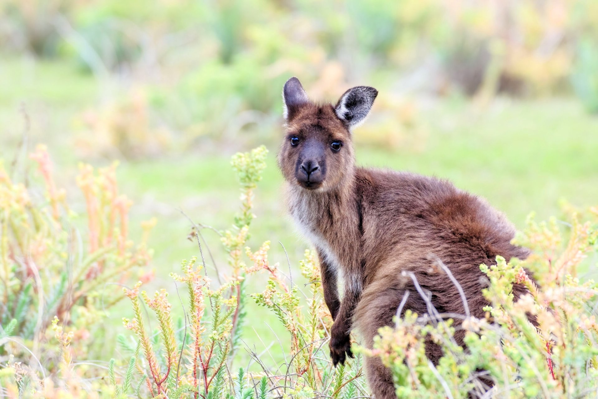 Download Animal Kangaroo HD Wallpaper