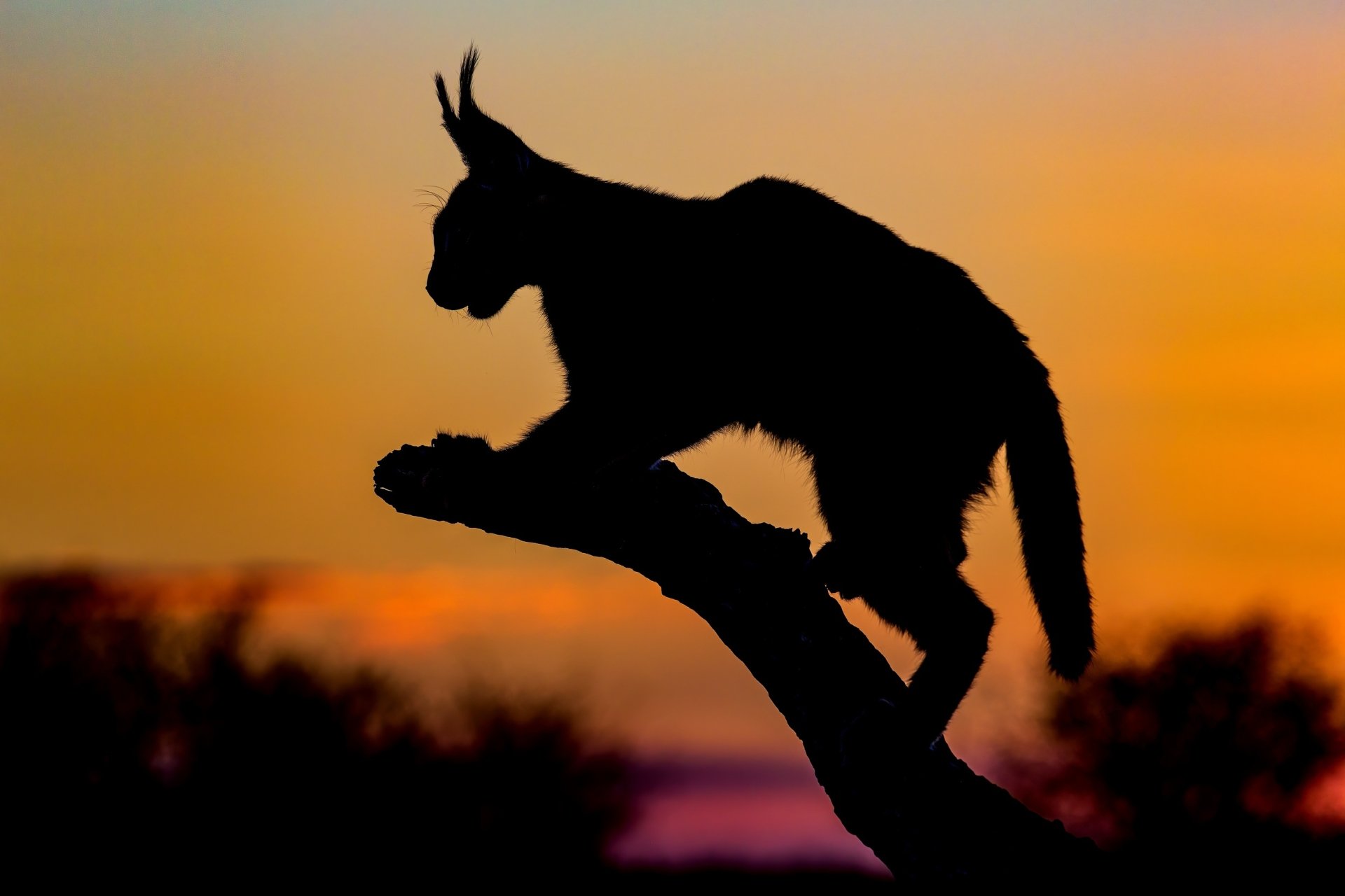 Download Silhouette Animal Caracal HD Wallpaper by Jeffrey C. Sink