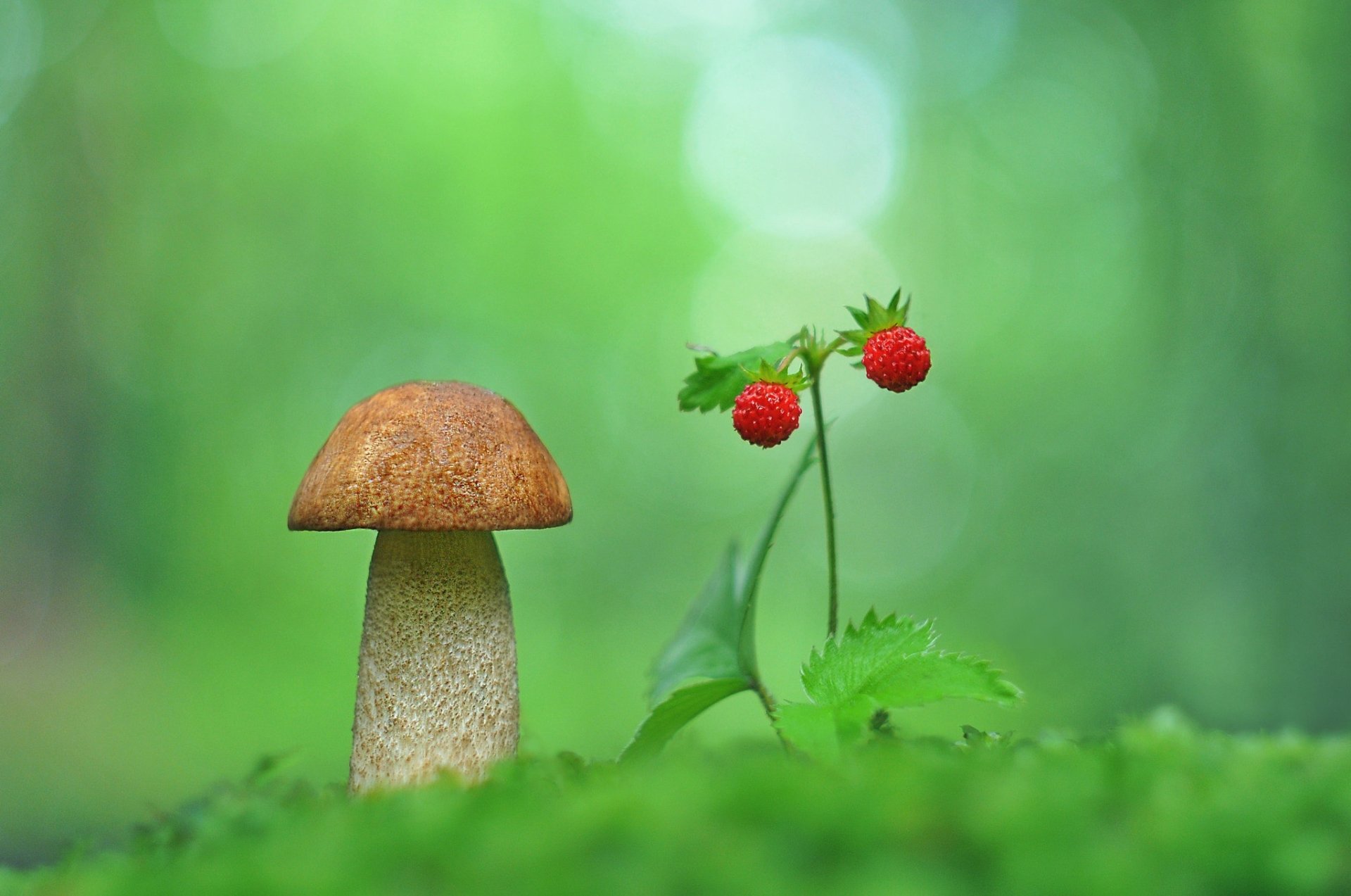 HD close-up desktop wallpaper featuring a single mushroom beside a small strawberry plant set against a soft, green nature background.