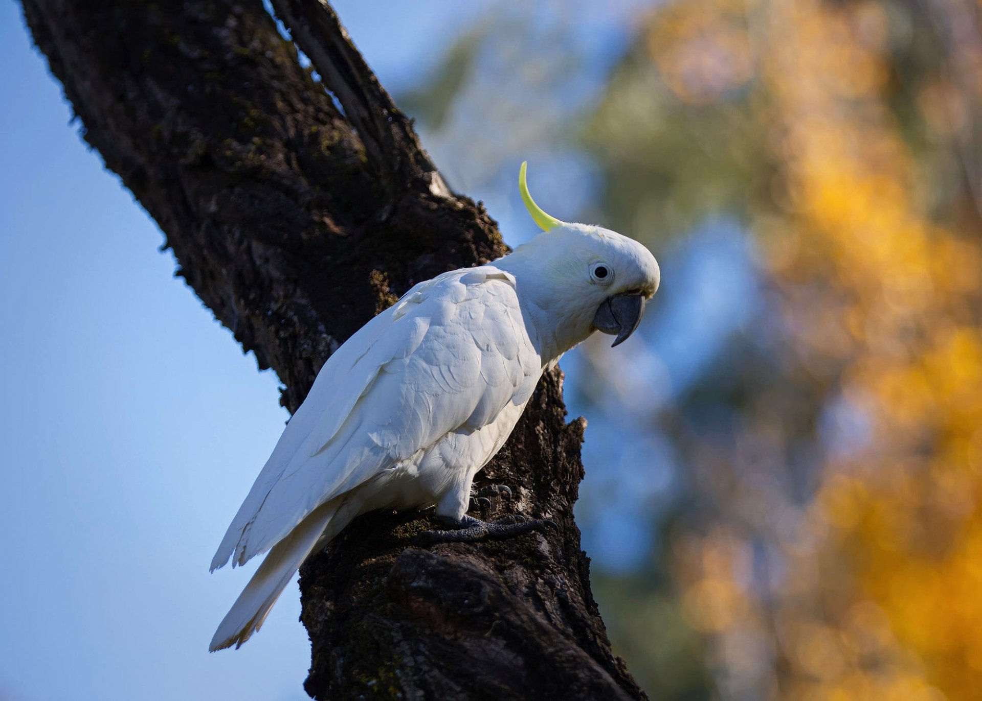 Sulphur-crested cockatoo parrot bird perched on a tree branch against a blurred blue and golden background — HD PC desktop wallpaper.