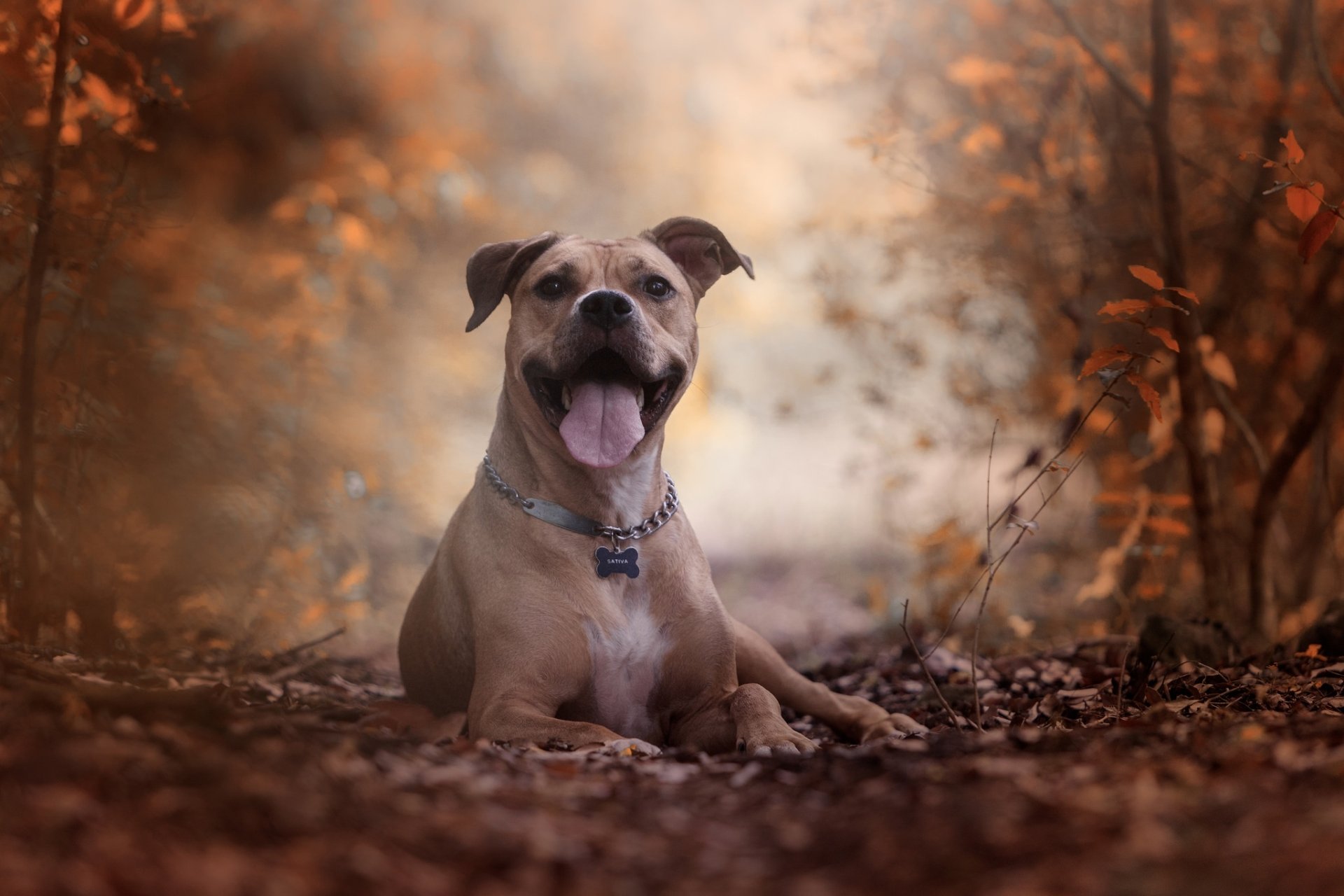 Download Depth Of Field Dog Animal American Pit Bull Terrier HD Wallpaper