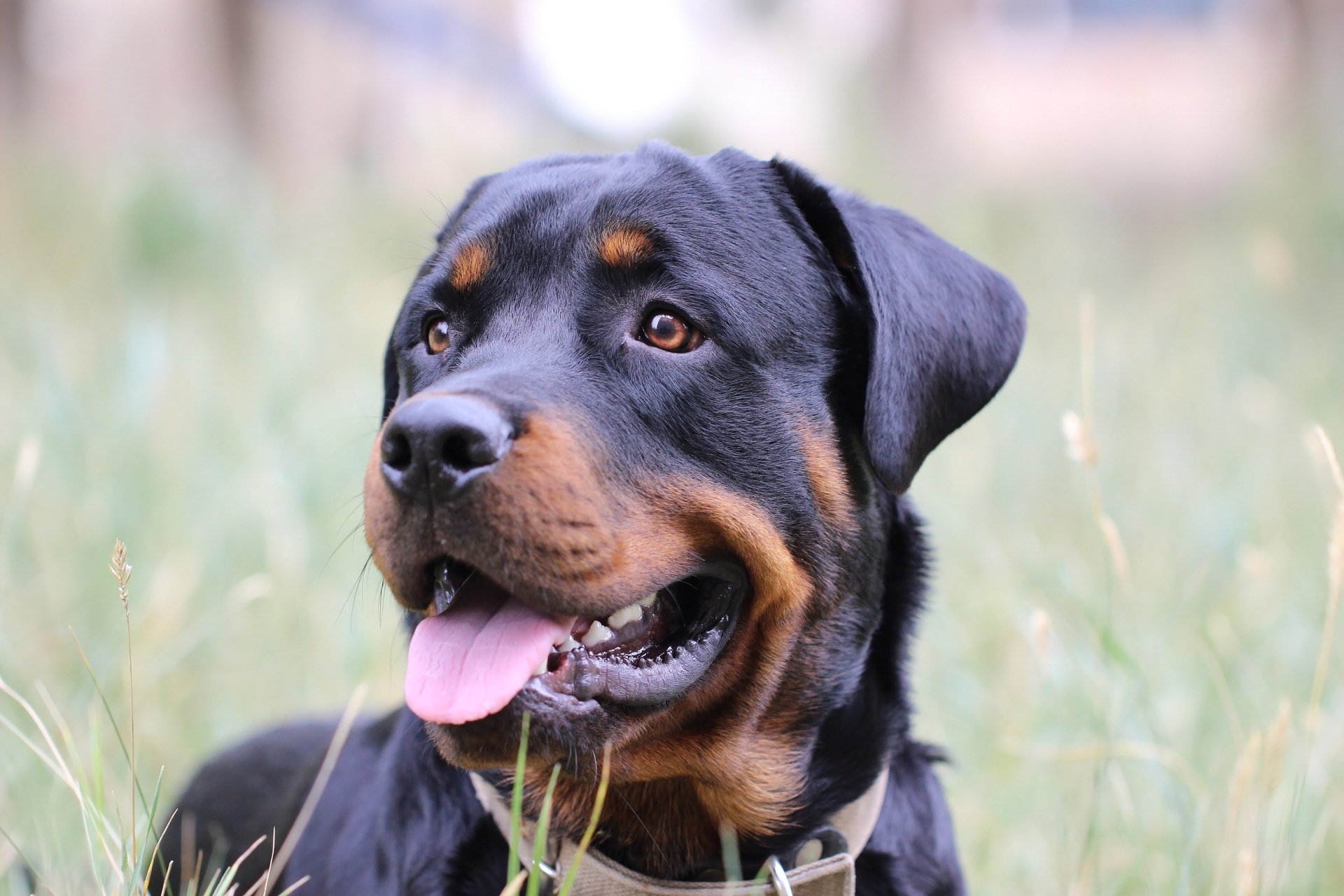 Download Dog Animal Rottweiler HD Wallpaper