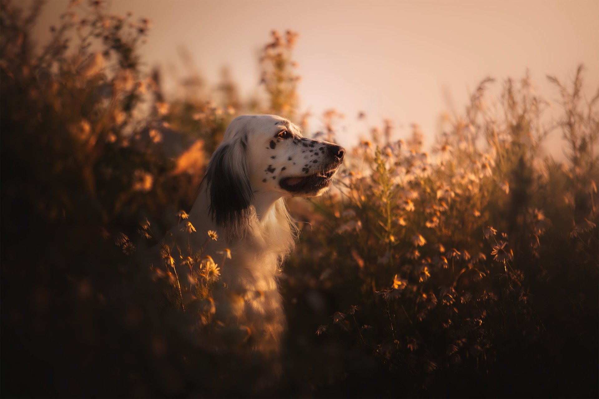 Download English Setter Animal Dog HD Wallpaper
