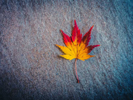 maple leaf fall nature leaf HD Desktop Wallpaper | Background Image