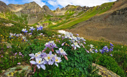 meadow USA Colorado valley mountain flower aquilegia nature landscape HD Desktop Wallpaper | Background Image