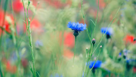 flower nature cornflower HD Desktop Wallpaper | Background Image
