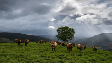 4K Ultra HD PC desktop wallpaper of cows (animal) grazing on a lush green hillside beneath dramatic cloudy skies with a solitary tree and distant hills.
