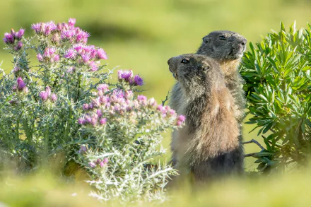 flower Animal groundhog HD Desktop Wallpaper | Background Image