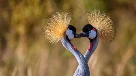 bird Animal Grey crowned crane Crane (bird) HD Desktop Wallpaper | Background Image