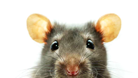 Animal mouse HD Desktop Wallpaper | Background Image